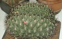 Gymnocalycium saglionis �. ���������. 