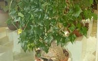 Gerardanthus lobatus �. ���������. 