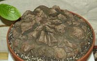 Dioscorea mexicana �. ��������. 
