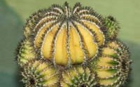 Uebelmannia pectinifera �. ���������. 