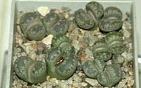 Lithops otzeniana �. ����������. 