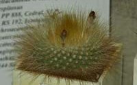 Parodia chrysacanthion �. ��������. 