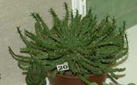 Euphorbia caput-medusae �. ���������. 