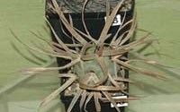 Tephrocactus articulatus �. ��������. 