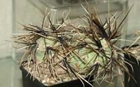 Tephrocactus alexanderi �fiambalensis� �. ������. 
