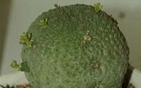Pseudolithos migiurtinus �. ������������. 